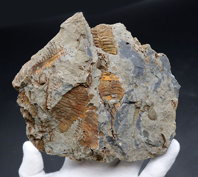 マニアックシリーズ!ビッグ!岩手県陸前高田市産の腕足類化石、レプトダス(Leptodus)のマルチプレート化石(その3)