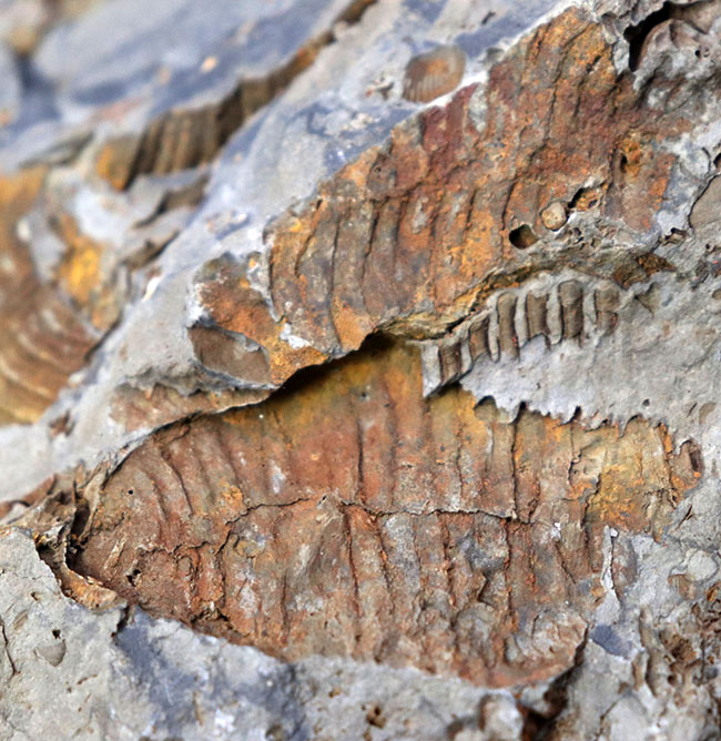 マニアックシリーズ!ビッグ!岩手県陸前高田市産の腕足類化石、レプトダス(Leptodus)のマルチプレート化石(その4)