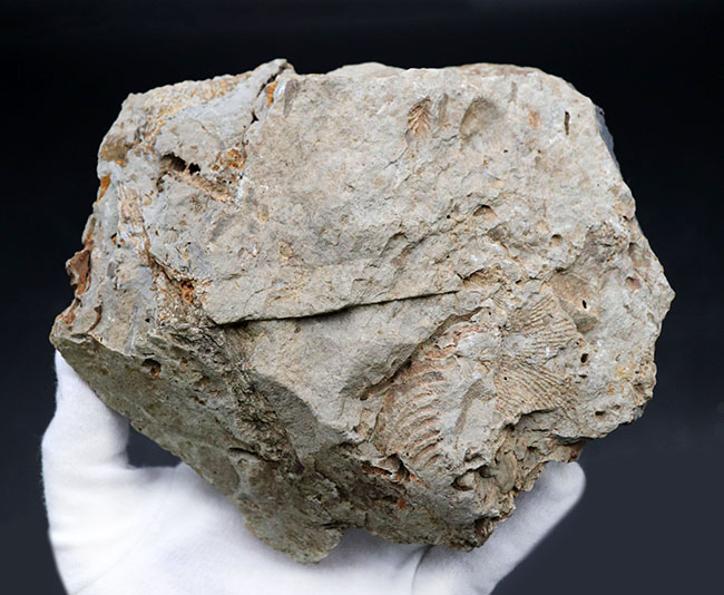 マニアックシリーズ!ビッグ!岩手県陸前高田市産の腕足類化石、レプトダス(Leptodus)のマルチプレート化石(その5)