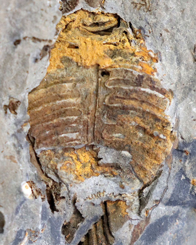マニアックシリーズ!ビッグ!岩手県陸前高田市産の腕足類化石、レプトダス(Leptodus)のマルチプレート化石(その6)