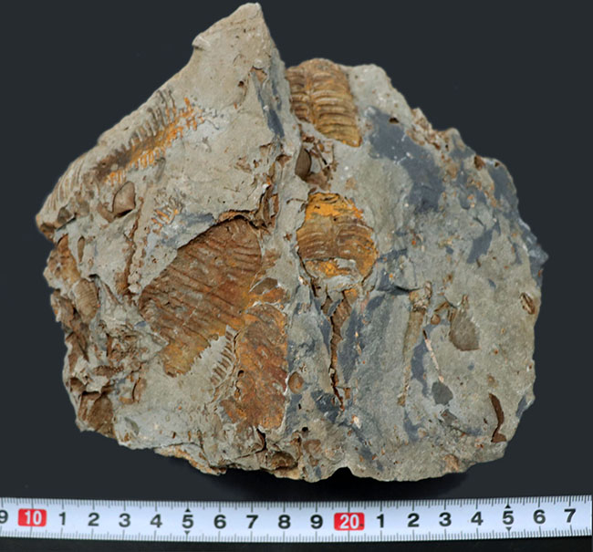 マニアックシリーズ!ビッグ!岩手県陸前高田市産の腕足類化石、レプトダス(Leptodus)のマルチプレート化石(その7)