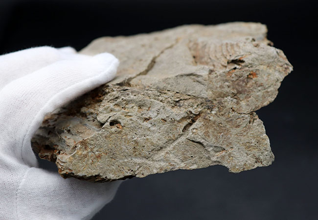 マニアックシリーズ！ビッグ！岩手県陸前高田市産の腕足類化石、レプトダス（Leptodus）のマルチプレート化石（その8）
