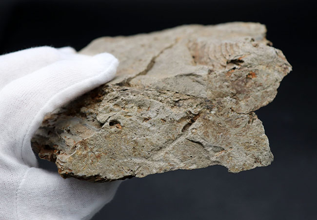 マニアックシリーズ!ビッグ!岩手県陸前高田市産の腕足類化石、レプトダス(Leptodus)のマルチプレート化石(その8)