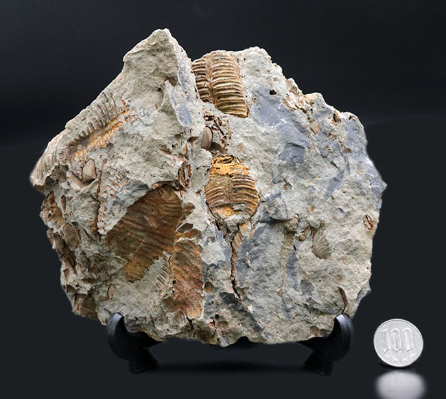マニアックシリーズ！ビッグ！岩手県陸前高田市産の腕足類化石、レプトダス（Leptodus）のマルチプレート化石（その9）