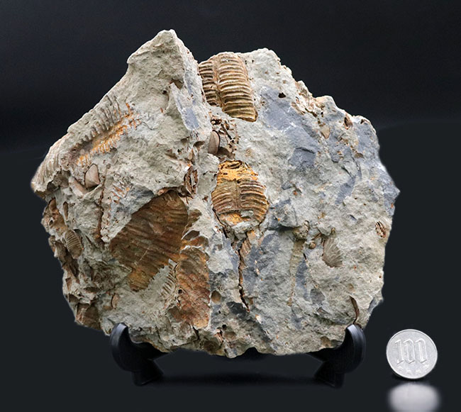 マニアックシリーズ!ビッグ!岩手県陸前高田市産の腕足類化石、レプトダス(Leptodus)のマルチプレート化石(その9)