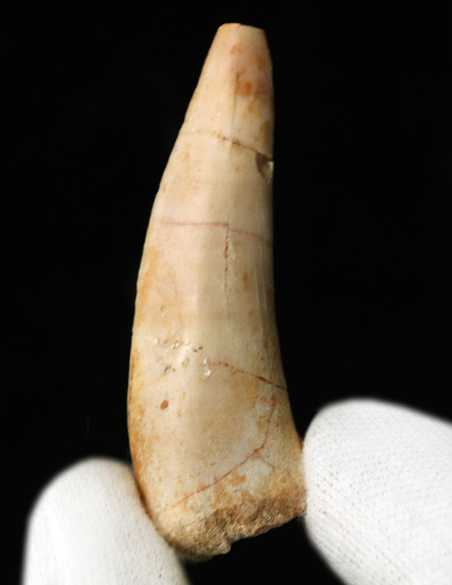 美品!白亜紀後期の巨大魚、エンコダス(Enchodus)の立派な歯化石(その1)