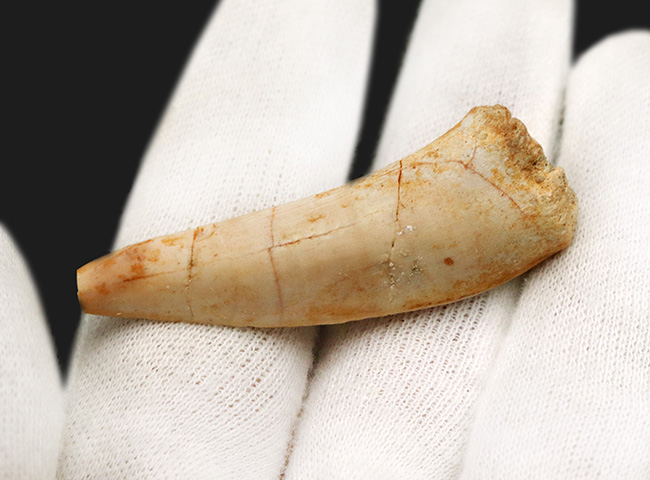 美品!白亜紀後期の巨大魚、エンコダス(Enchodus)の立派な歯化石(その2)