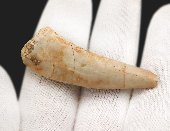 美品!白亜紀後期の巨大魚、エンコダス(Enchodus)の立派な歯化石(その3)