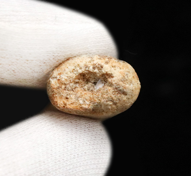 美品!白亜紀後期の巨大魚、エンコダス(Enchodus)の立派な歯化石(その4)