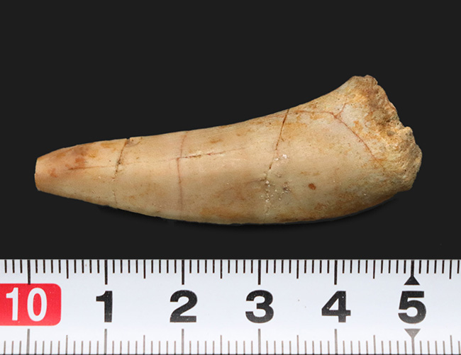 美品!白亜紀後期の巨大魚、エンコダス(Enchodus)の立派な歯化石(その5)