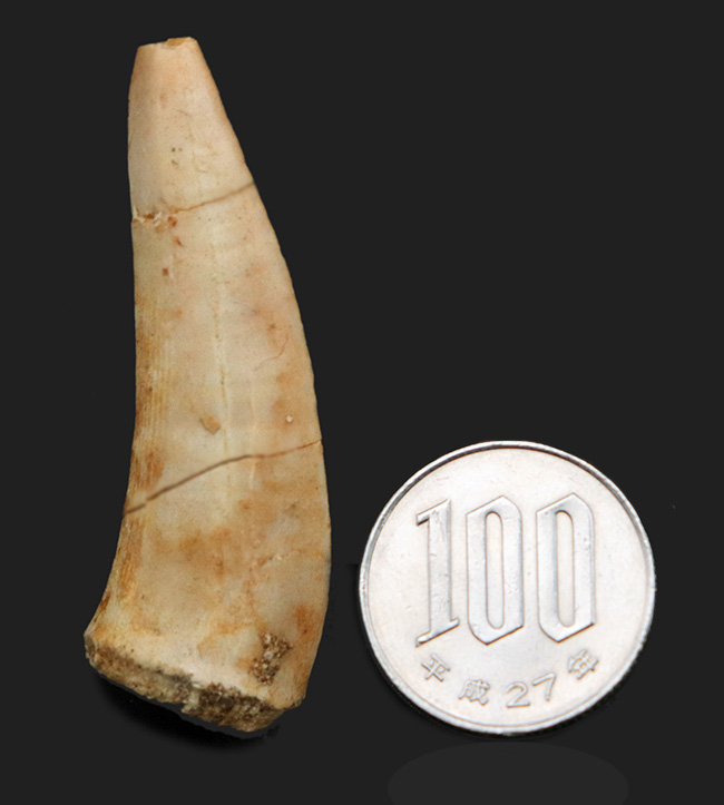 美品!白亜紀後期の巨大魚、エンコダス(Enchodus)の立派な歯化石(その6)