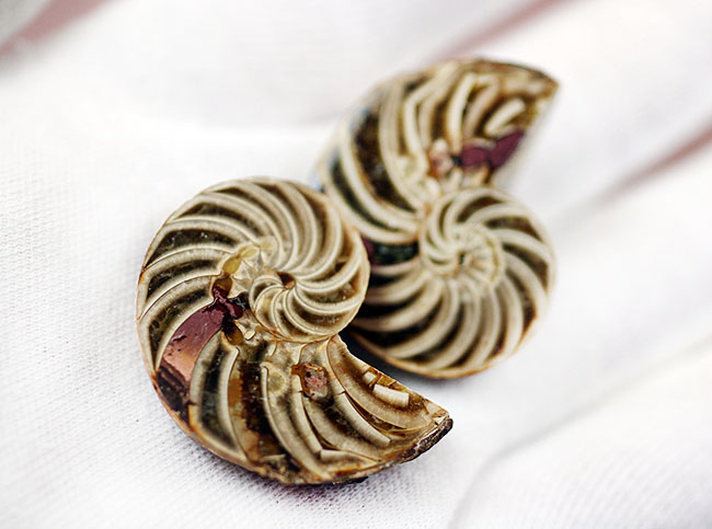 約18cm オウムガイ スライスカット標本 ティモール島産 オウムガイの化石 断面標本 | 商品一覧 | KASEKIYA