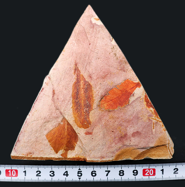 大きい!確かに”舌”のように見える!大陸移動説の証拠とされるグロッソプテリス(Glossopteris)の群集化石(その10)