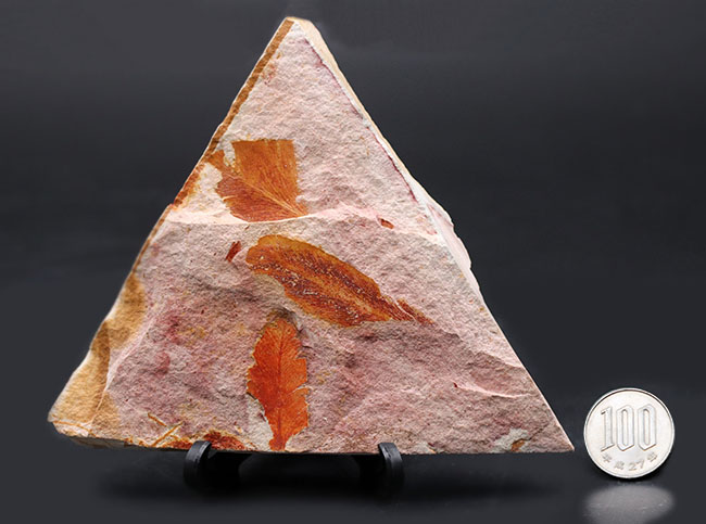 大きい!確かに”舌”のように見える!大陸移動説の証拠とされるグロッソプテリス(Glossopteris)の群集化石(その11)