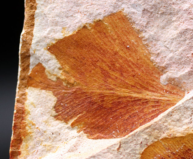 大きい！確かに”舌”のように見える！大陸移動説の証拠とされるグロッソプテリス（Glossopteris）の群集化石（その3）