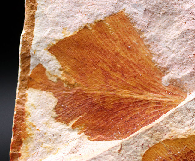 大きい!確かに”舌”のように見える!大陸移動説の証拠とされるグロッソプテリス(Glossopteris)の群集化石(その3)