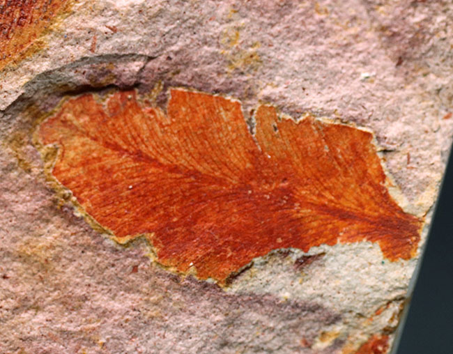 大きい！確かに”舌”のように見える！大陸移動説の証拠とされるグロッソプテリス（Glossopteris）の群集化石（その4）