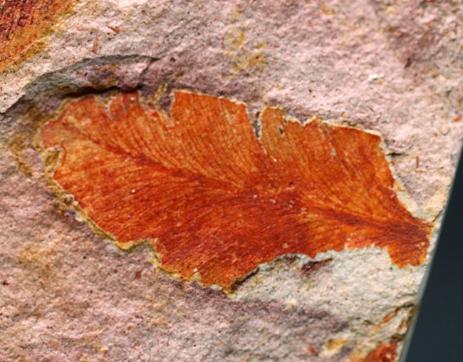 大きい!確かに”舌”のように見える!大陸移動説の証拠とされるグロッソプテリス(Glossopteris)の群集化石(その4)