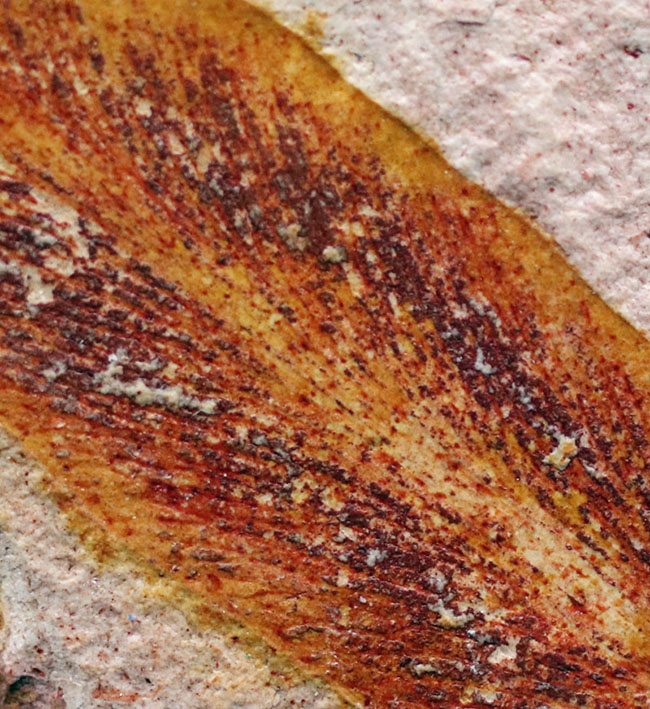 大きい！確かに”舌”のように見える！大陸移動説の証拠とされるグロッソプテリス（Glossopteris）の群集化石（その5）