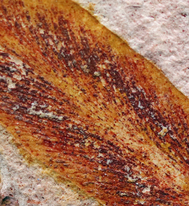 大きい!確かに”舌”のように見える!大陸移動説の証拠とされるグロッソプテリス(Glossopteris)の群集化石(その5)