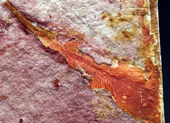 大きい！確かに”舌”のように見える！大陸移動説の証拠とされるグロッソプテリス（Glossopteris）の群集化石（その7）
