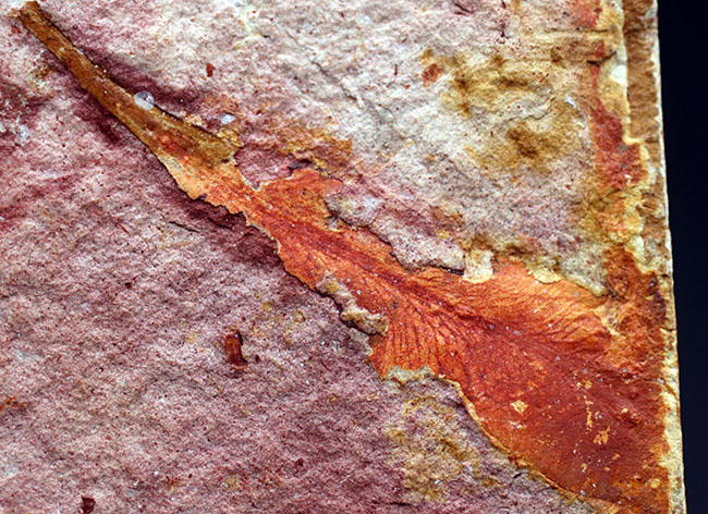 大きい!確かに”舌”のように見える!大陸移動説の証拠とされるグロッソプテリス(Glossopteris)の群集化石(その7)