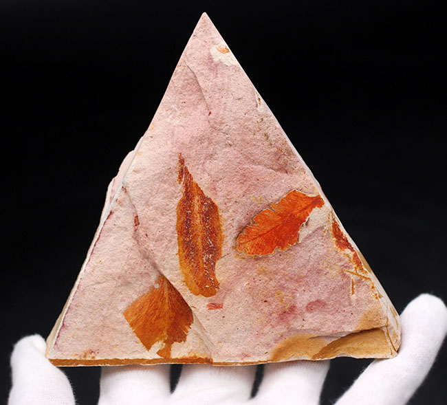 大きい!確かに”舌”のように見える!大陸移動説の証拠とされるグロッソプテリス(Glossopteris)の群集化石(その8)