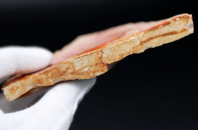 大きい!確かに”舌”のように見える!大陸移動説の証拠とされるグロッソプテリス(Glossopteris)の群集化石(その9)
