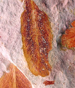 大きい！確かに”舌”のように見える！大陸移動説の証拠とされるグロッソプテリス（Glossopteris）の群集化石