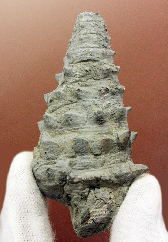 8センチ超え、ラージサイズ!殻全体から生えた突起がスゴい、国内産のビカリア(Vicarya sp.)(その1)