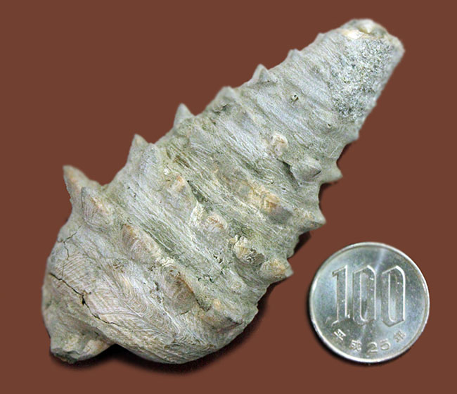 ８センチ超え、ラージサイズ！殻全体から生えた突起がスゴい、国内産のビカリア（Vicarya sp.）（その12）