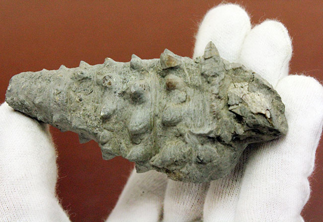 8センチ超え、ラージサイズ!殻全体から生えた突起がスゴい、国内産のビカリア(Vicarya sp.)(その5)