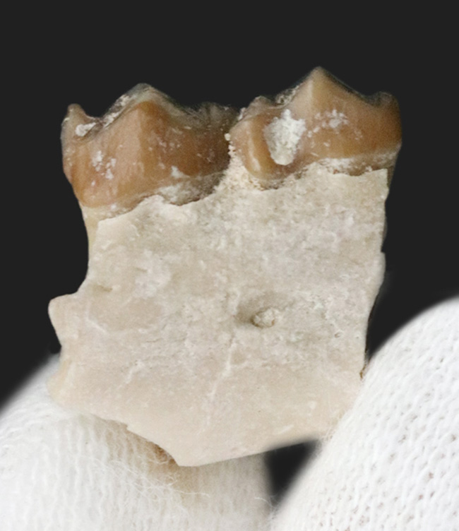 約３０００万年前の北米固有の哺乳類、レプトメリクス・エヴァンシ（Leptomeryx evansi）の顎付き歯化石（その1）