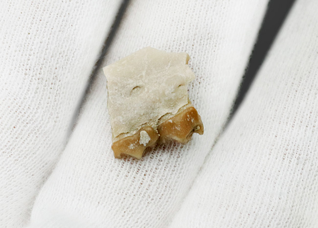約3000万年前の北米固有の哺乳類、レプトメリクス・エヴァンシ(Leptomeryx evansi)の顎付き歯化石(その2)