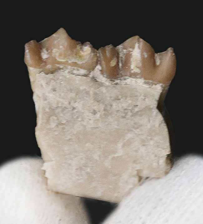 約3000万年前の北米固有の哺乳類、レプトメリクス・エヴァンシ(Leptomeryx evansi)の顎付き歯化石(その3)