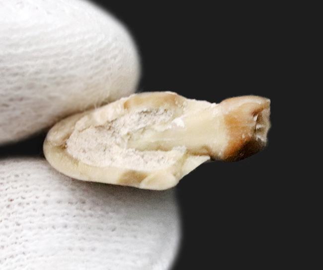 約３０００万年前の北米固有の哺乳類、レプトメリクス・エヴァンシ（Leptomeryx evansi）の顎付き歯化石（その4）