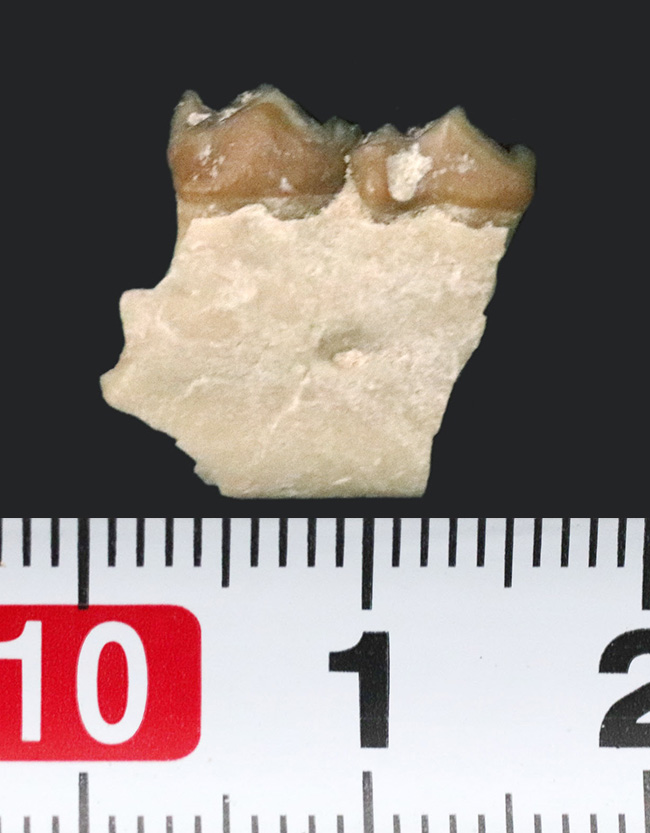 約３０００万年前の北米固有の哺乳類、レプトメリクス・エヴァンシ（Leptomeryx evansi）の顎付き歯化石（その5）