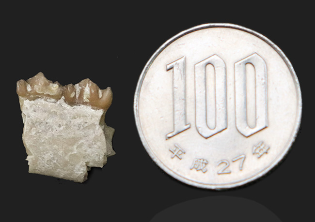 約３０００万年前の北米固有の哺乳類、レプトメリクス・エヴァンシ（Leptomeryx evansi）の顎付き歯化石（その6）