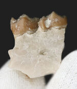 約３０００万年前の北米固有の哺乳類、レプトメリクス・エヴァンシ（Leptomeryx evansi）の顎付き歯化石