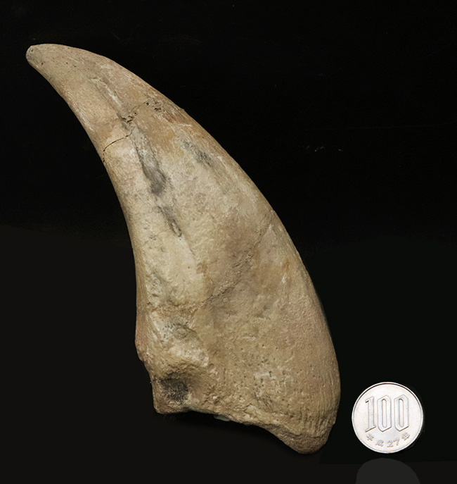 これぞ博物館級！モンスターサイズ！至極のコレクション！西アフリカ、ニジェールで発見された、巨大恐竜、スコミムス・テレネンシスの巨大なフットクロウの化石（Suchomimus tenerensis）（その11）