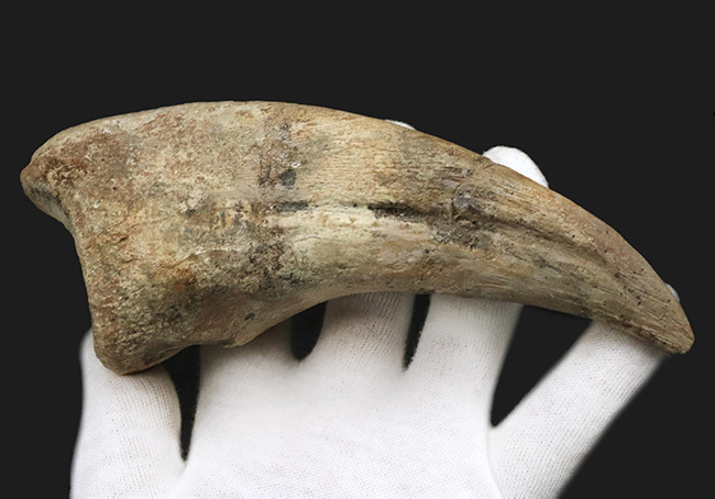無補修！博物館級！スコミムスの爪【Suchomimus tenerensis