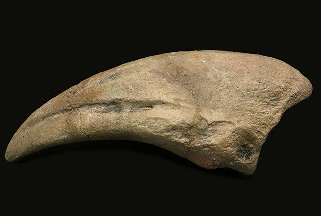 これぞ博物館級！モンスターサイズ！至極のコレクション！西アフリカ、ニジェールで発見された、巨大恐竜、スコミムス・テレネンシスの巨大なフットクロウの化石（Suchomimus tenerensis）（その6）