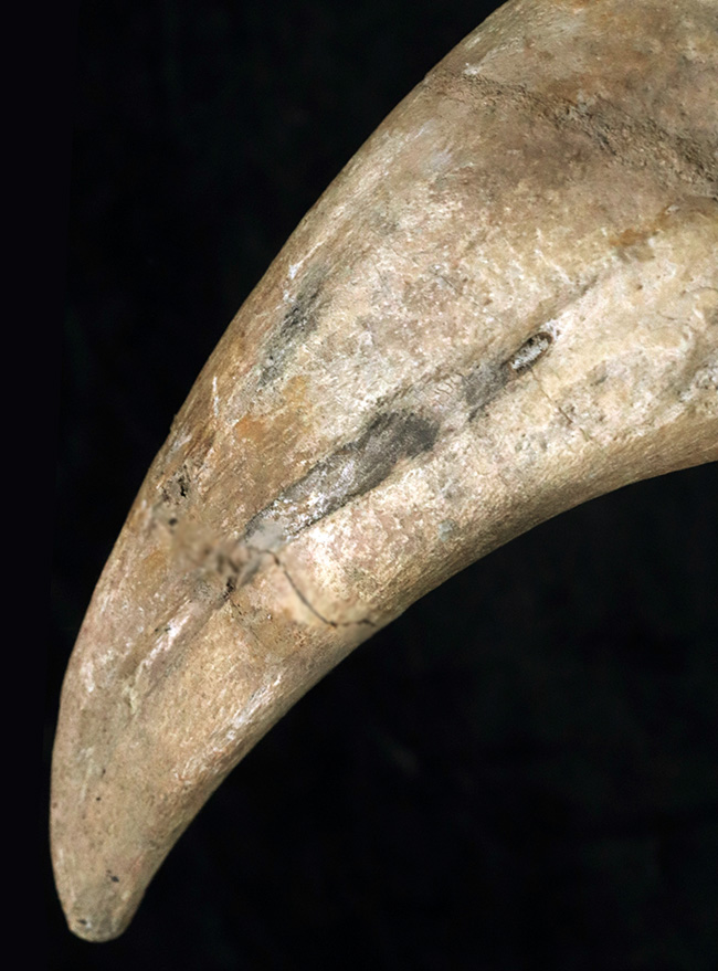 これぞ博物館級！モンスターサイズ！至極のコレクション！西アフリカ、ニジェールで発見された、巨大恐竜、スコミムス・テレネンシスの巨大なフットクロウの化石（Suchomimus tenerensis）（その7）