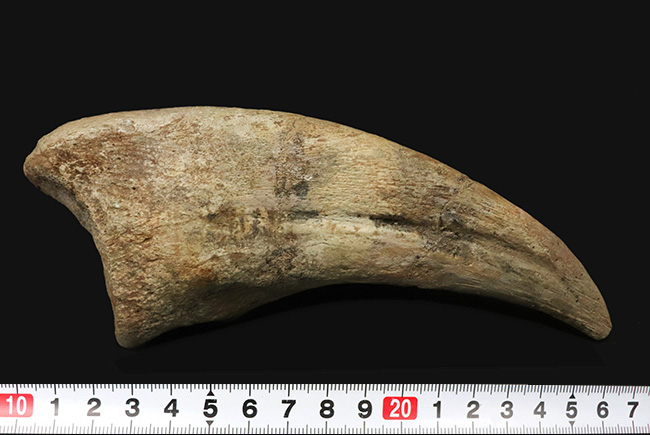 これぞ博物館級！モンスターサイズ！至極のコレクション！西アフリカ、ニジェールで発見された、巨大恐竜、スコミムス・テレネンシスの巨大なフットクロウの化石（Suchomimus tenerensis）（その9）
