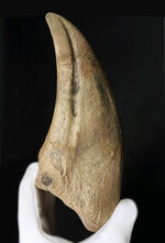これぞ博物館級！モンスターサイズ！至極のコレクション！西アフリカ、ニジェールで発見された、巨大恐竜、スコミムス・テレネンシスの巨大なフットクロウの化石（Suchomimus tenerensis）