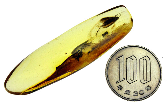 滅多に手に入らない特大サイズのトビケラが内包された、ビッグサイズのバルト海産琥珀（Amber）（その11）
