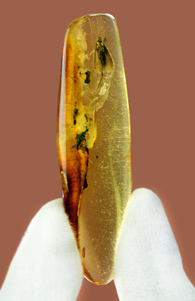 滅多に手に入らない特大サイズのトビケラが内包された、ビッグサイズのバルト海産琥珀（Amber）（その2）