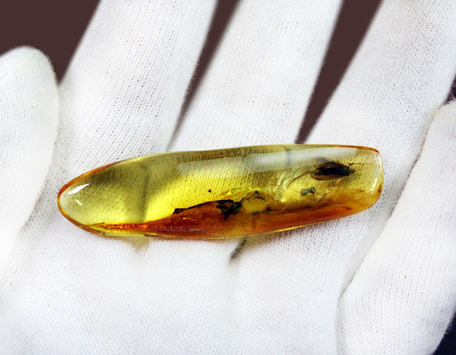滅多に手に入らない特大サイズのトビケラが内包された、ビッグサイズのバルト海産琥珀（Amber）（その3）