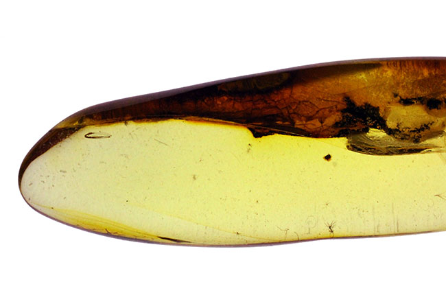 滅多に手に入らない特大サイズのトビケラが内包された、ビッグサイズのバルト海産琥珀（Amber）（その4）