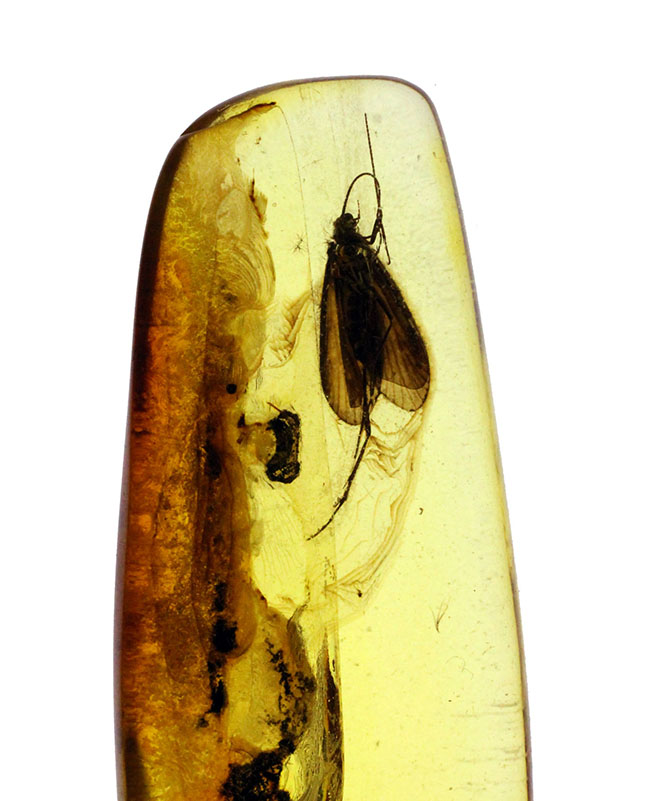滅多に手に入らない特大サイズのトビケラが内包された、ビッグサイズのバルト海産琥珀（Amber）（その7）